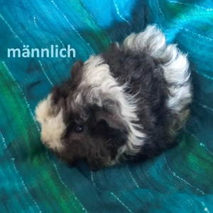 Junge niedliche wuschelige Meerschweinchen Lunkarya männlich Lunkaryamix weiblich