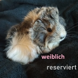 Junge niedliche wuschelige Meerschweinchen Lunkarya männl. reserviert Lunkaryamix weibl. reserviert