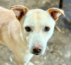 Freundlicher Ailo möchte dein Leben bereichern 