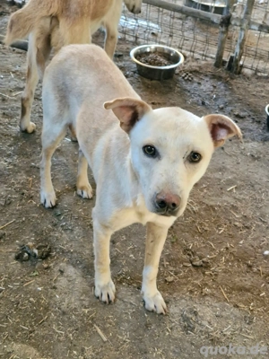 Freundlicher Ailo möchte dein Leben bereichern  Bild 5