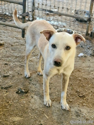 Ailo wartet auf Menschen die ihm ihr Herz schenken 