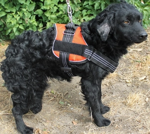  Cido   ein verlorenes Herz sucht ein Zuhause voller Liebe Bild 2