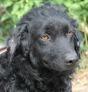  Cido   ein verlorenes Herz sucht ein Zuhause voller Liebe Bild 3