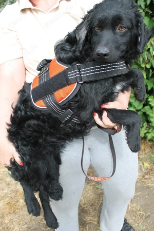  Cido   ein verlorenes Herz sucht ein Zuhause voller Liebe Bild 4