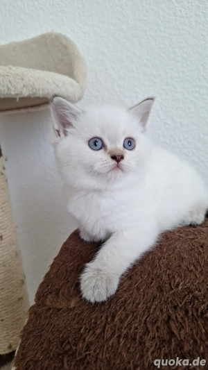 Britisch Kurzhaar BKH Weiß Braun Grau Getigert
