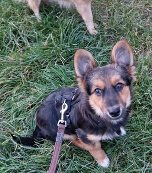 Welpe Sammy, 4 Monate, wird ca. 30-35 cm