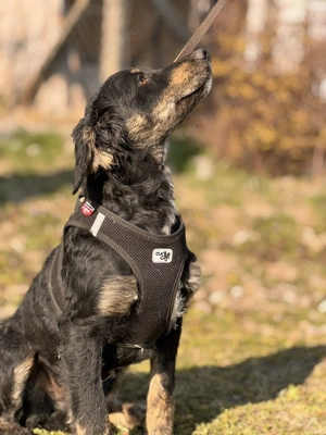  Curly   Ausgesetzt, vergessen  doch sein Herz glaubt weiter an das Gute 