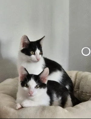 Binx & Zeus Verspieltes Kittenpärchen sucht spannendes Zuhause