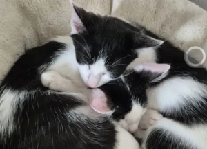 Binx & Zeus - Verspieltes Katzenpärchen sucht spannendes Zuhause Bild 5