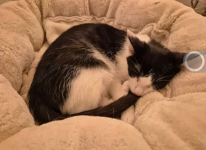 Binx & Zeus - Verspieltes Katzenpärchen sucht spannendes Zuhause Bild 4