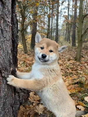 Shiba Inu Welpen abgabebereit 
