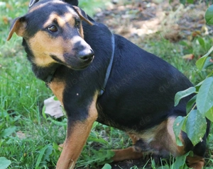  Darf ich mich vorstellen? Ich bin Harry!