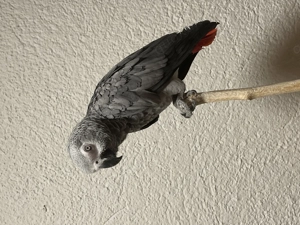 Graupapageien zu Verkaufen 