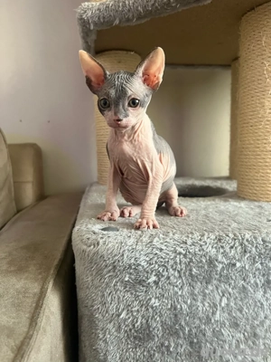 Don Sphynx Kitten
