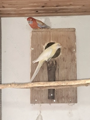 Gebe ab wegen Krankheit 