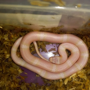 Lampropeltis t Hondurensis  Nz25  Snow 