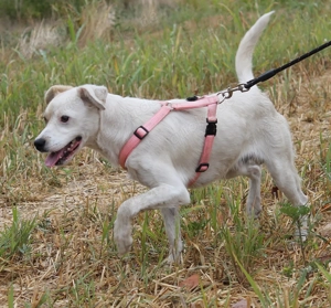  Lonio sucht sein Für-Immer-Zuhause 