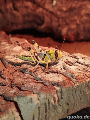 Suche Heuschrecken 