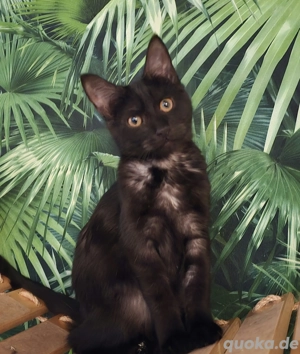 2 schöne Maine Coon Mix Kätchen