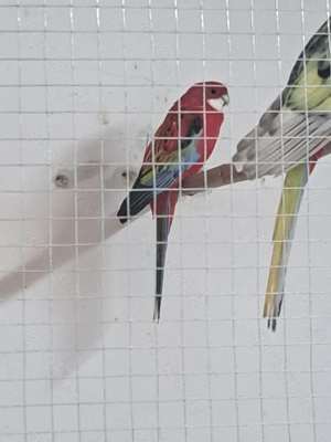 Gebe ab wegen Krankheit 