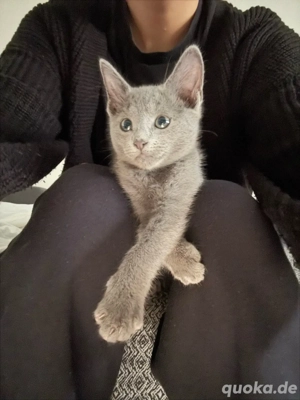Russisch-Blau Kitten abzugeben Bild 4