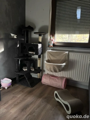 Russisch-Blau Kitten abzugeben Bild 5