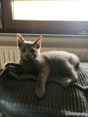 Russisch-Blau Kitten abzugeben Bild 2