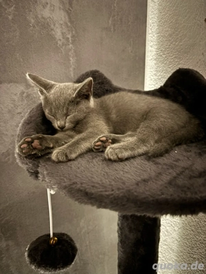 Russisch-Blau Kitten abzugeben