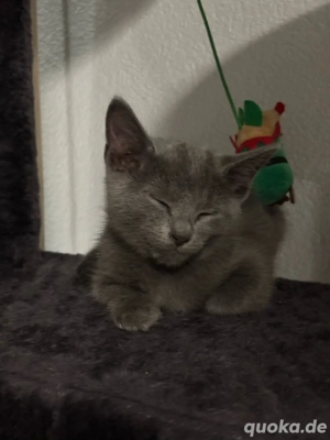 Russisch-Blau Kitten abzugeben Bild 3