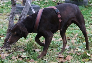 Maya   eine freundliche Seele sucht ein Zuhause