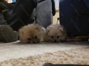 Pomeranian Welpen 18.08.2025