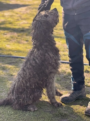 Wo sind die Wuschel-Liebhaber? Mikas sucht sein Glück! Bild 4