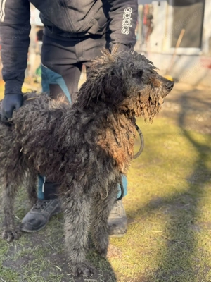 Wo sind die Wuschel-Liebhaber? Mikas sucht sein Glück! Bild 5