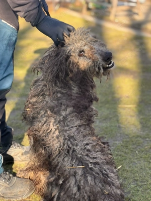 Wo sind die Wuschel-Liebhaber? Mikas sucht sein Glück! Bild 3