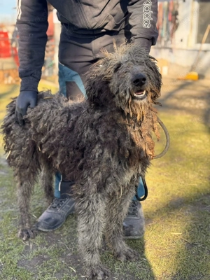 Wo sind die Wuschel-Liebhaber? Mikas sucht sein Glück! Bild 2