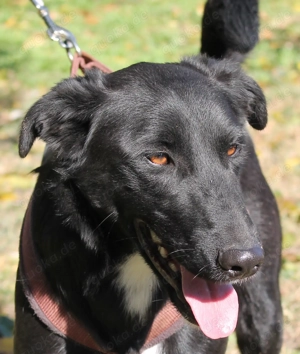 Hallo, ich bin Nicko   und ich wünsche mir so sehr, endlich gesehen zu werden Bild 4