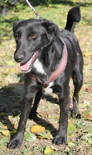 Hallo, ich bin Nicko   und ich wünsche mir so sehr, endlich gesehen zu werden Bild 3