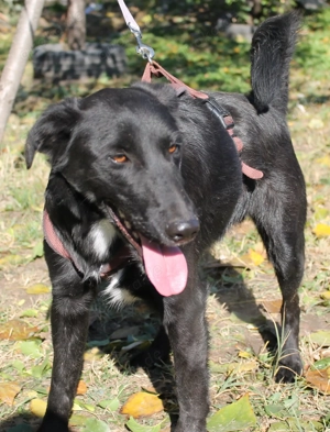 Hallo, ich bin Nicko   und ich wünsche mir so sehr, endlich gesehen zu werden Bild 2