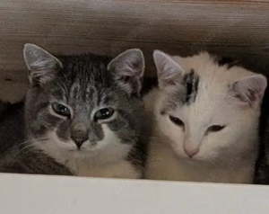 Zwei Katerchen suchen ein ZUhause Bild 1