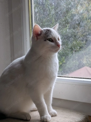 Zwei Katerchen suchen ein ZUhause Bild 4