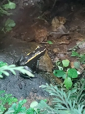 Phyllobates Vittatus , Pfeilgiftfrosch , gestreifter Blattsteiger, Pfeilgiftfrösche