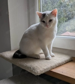 Zwei Katerchen suchen ein ZUhause Bild 5