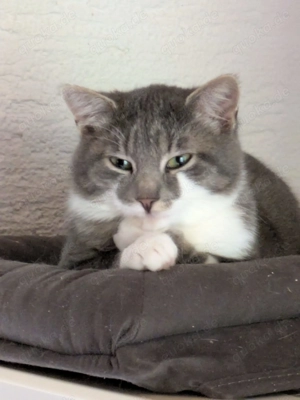 Zwei Katerchen suchen ein ZUhause Bild 3