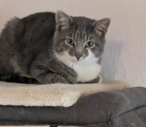 Zwei Katerchen suchen ein ZUhause Bild 2