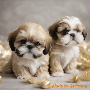 Reinrassige Shih Tzu Welpen 