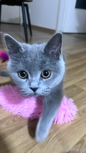 BKH Katze in liebevolle Hände abzugeben Bild 3