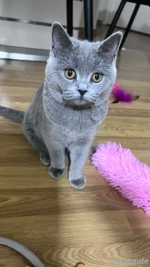 BKH Katze in liebevolle Hände abzugeben Bild 4