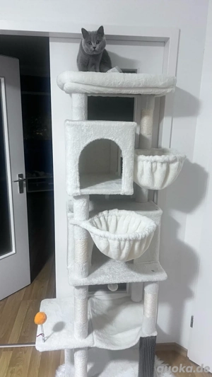 BKH Katze in liebevolle Hände abzugeben Bild 5