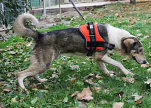 Pancholito   ein großes Herz auf vier Pfoten sucht seine zweite Chance 