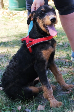  Ricco   der letzte von allen